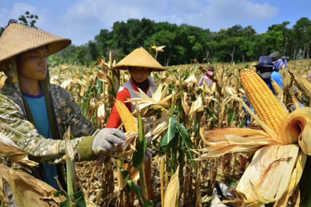 Alasan Ekonomi dan Kebutuhan Impor Jagung di Indonesia