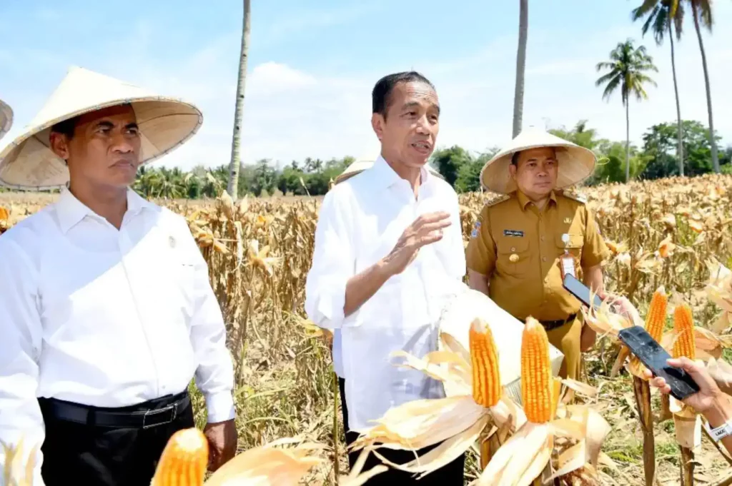 Dampak Impor Jagung terhadap Pasar Lokal