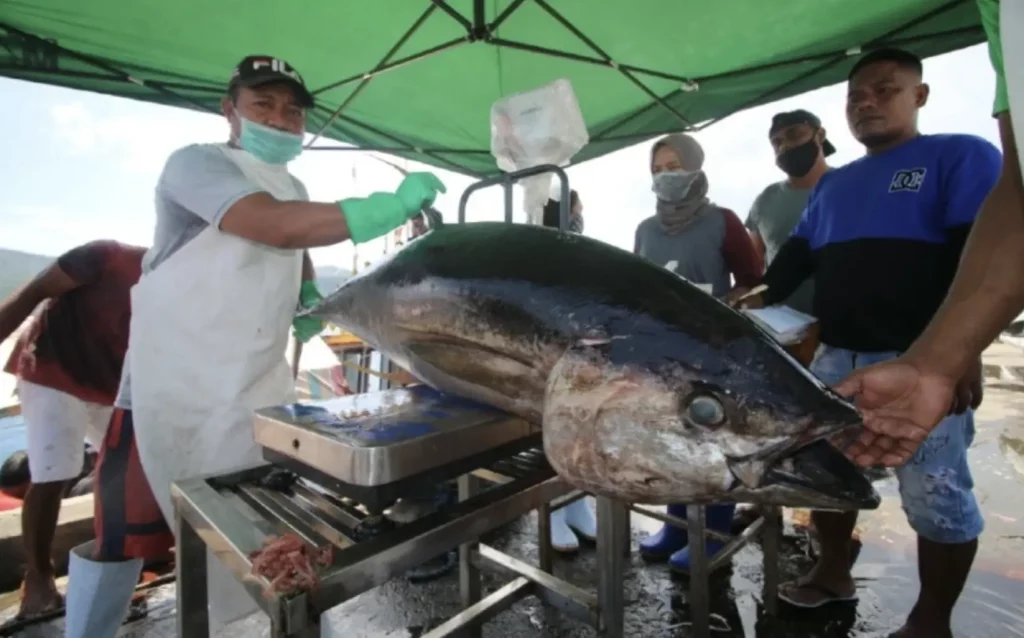 Proses penangkapan ikan tuna sebagai salah satu langkah dalam ekspor komoditas tuna